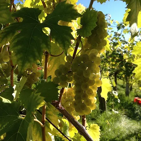 Weingut Koegl