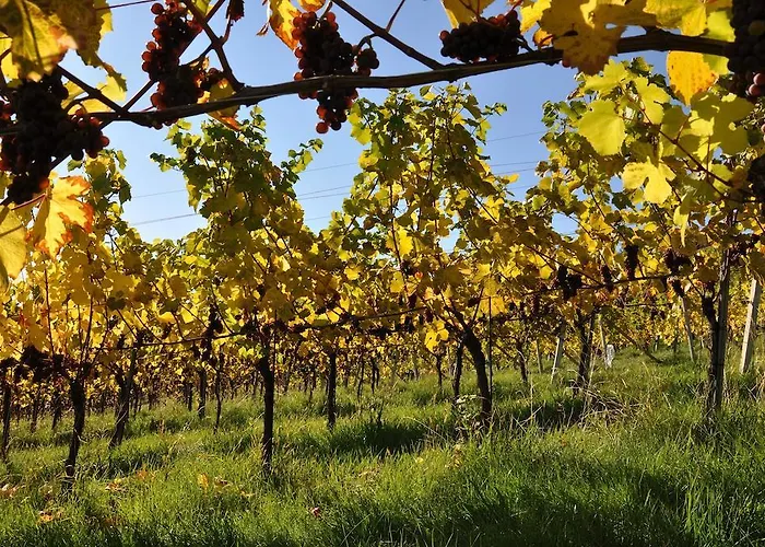 Weingut Koegl Ratsch an der Weinstraße